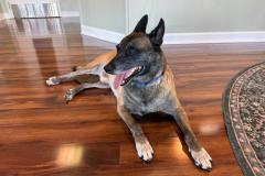 Typhoon, the Lyon Dental office emotional support dog