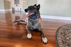 Typhoon, the Lyon Dental office emotional support dog