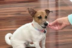 Mia, a puppy visiting Lyon Dental