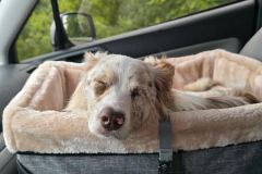 Jasper resting after a day at the office
